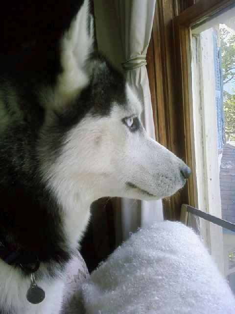 Pretty Maya Maya looking out the window